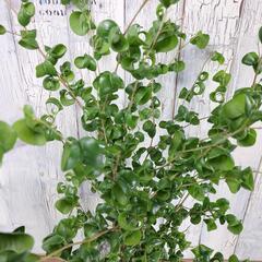 ベンャミン バロック　　観葉植物の画像