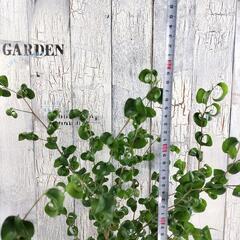 ベンャミン バロック　　観葉植物の画像