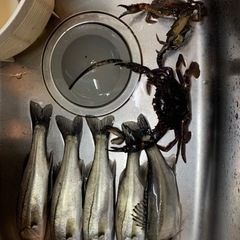 釣りしませんか？初めてさんも歓迎✨ - スポーツ