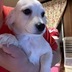 ランキングキーワードに紐づく投稿画像-子犬