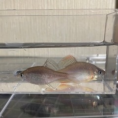 黄腹タナゴ1ペア（黄石台たなご）