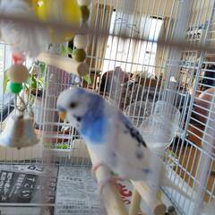 セキセイインコを探して