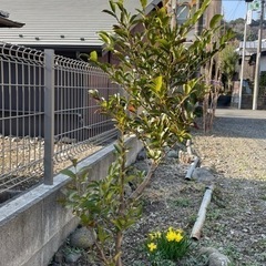 本榊の苗木です。その①。