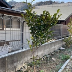 本榊の苗木です。その②。