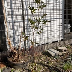 本榊の苗木です。その③。