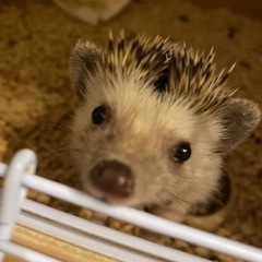 ハリネズミ　2匹　メス