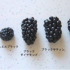 大株 2m超 
ブラックベリー トリプルクラウンの画像