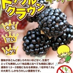 大株 2m超 
ブラックベリー トリプルクラウン