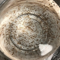 オオミジンコ　販売再開‼︎