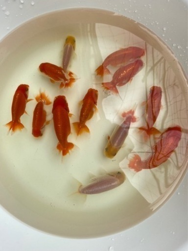 らんちゅう弍歳魚　12匹まとめて　応募多数のため停止します