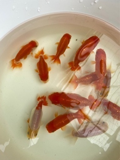 らんちゅう弍歳魚　12匹まとめて　応募多数のため停止します