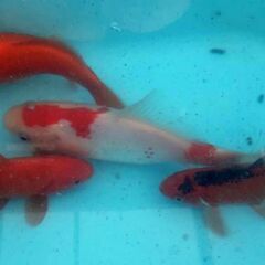 錦鯉のように大きな金魚　手渡しのみ