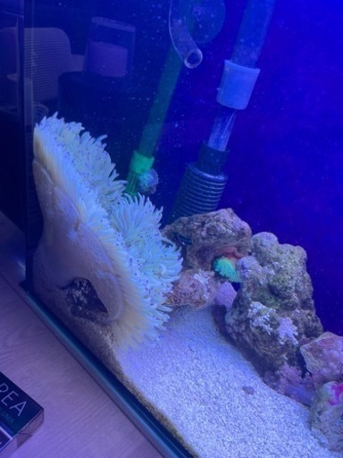 シライトイソギンチャク　カクレクマノミペアセットです