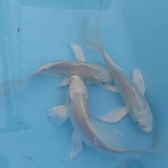 ヒレ長錦鯉　手渡しのみの画像