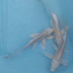 ヒレ長錦鯉　手渡しのみの画像