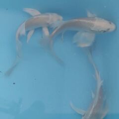ヒレ長錦鯉　手渡しのみの画像