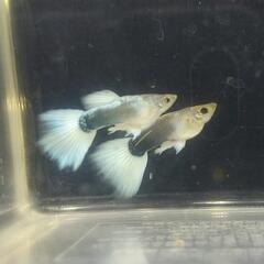 国産グッピー「ドイツイエロータキシード」若魚トリオ300円①