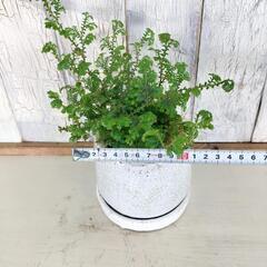 レインボーファン　観葉植物の画像