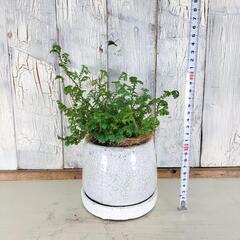 レインボーファン　観葉植物の画像