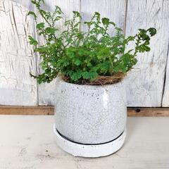 レインボーファン　観葉植物の画像