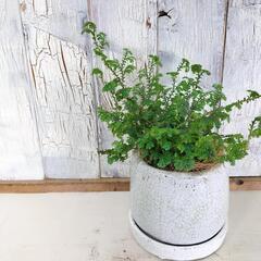 レインボーファン　観葉植物