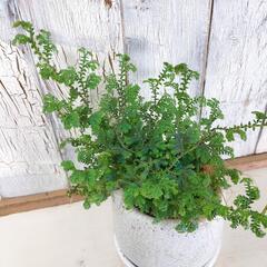 レインボーファン　観葉植物の画像