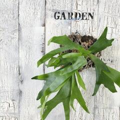 ビカクシダ ネザーランド コルク　観葉植物