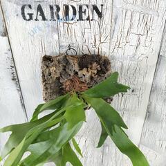 ビカクシダ ネザーランド コルク　観葉植物の画像