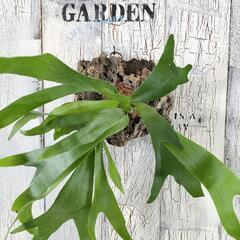 ビカクシダ ネザーランド コルク　観葉植物の画像