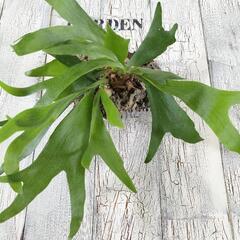 ビカクシダ ネザーランド コルク　観葉植物の画像