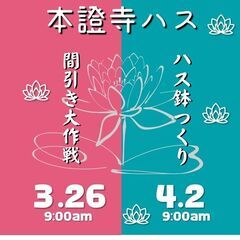 ▶本證寺ハス×間引き・鉢つくり×大作戦
