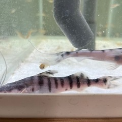 ダトニオ｜助け合い｜ジモティー