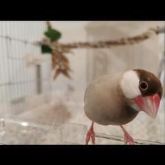 【手乗り文鳥2羽】白文鳥♂、シナモン文鳥♀