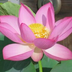 大賀蓮 古代ハス 桃色一重 花