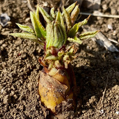 山菜の新芽教室！　今が旬の新芽の時期！　育てているから見れる貴重な山菜たちの可愛い新芽！の画像