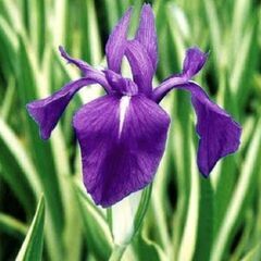 斑入り カキツバタ 多年草 ビオトープ