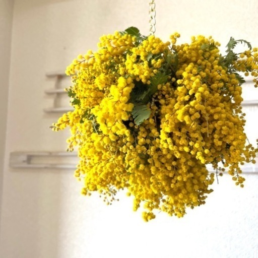 ミモザフライングリース　md