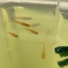 繚乱風雅　2P