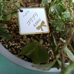 観葉植物ヘデラ/ピレアの画像