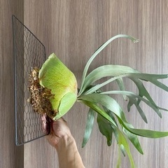 ビカクシダ ・コウモリラン　#2の画像