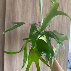 ビカクシダ ・コウモリラン　#2の画像