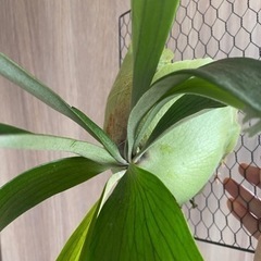 ビカクシダ ・コウモリラン　#2の画像