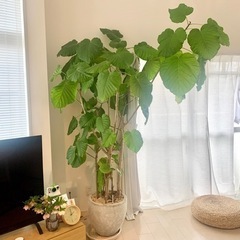 観葉植物　フィカス・ウンベラータ 鉢　受け皿　大　水やりチェッカー