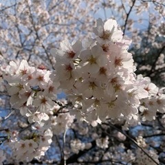 コスメ、メイクまたはおしゃれが好きな人✨️🌼*･ - その他