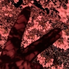 コスメ、メイクまたはおしゃれが好きな人✨️🌼*･ - 前橋市
