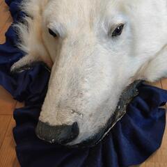 本物のシロクマ毛皮しきものの画像