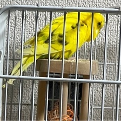 セキセイインコ 里親様募集 仙台市から