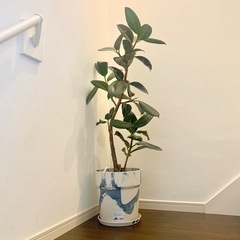 観葉植物 フィカスメラニー ゴムの木 9号 鉢・受け皿付き