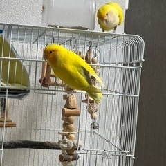 コザクラインコ 雄 2羽 里親様募集 仙台市