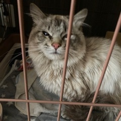 保護してます